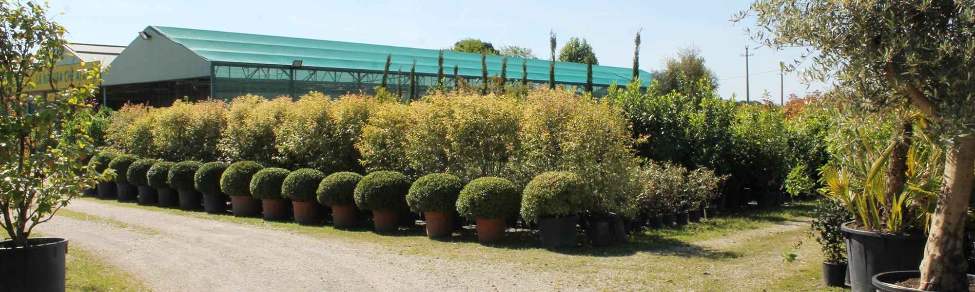 Vasto assortimento di piante